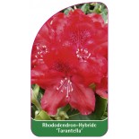 rhododendron-tarantella-1