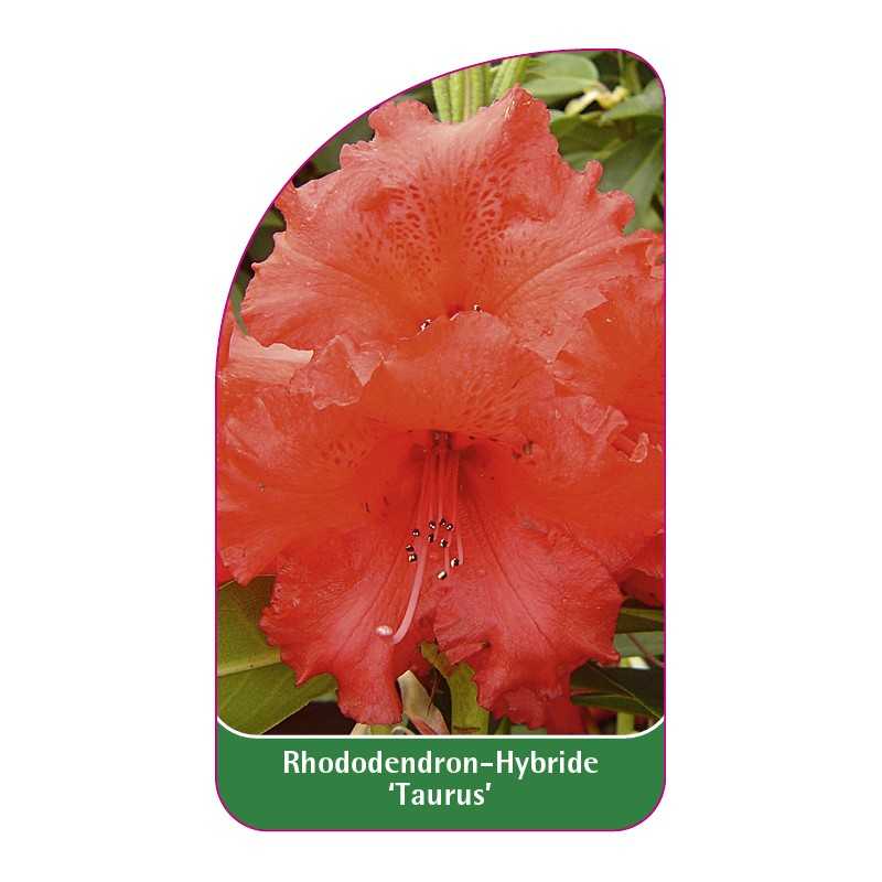 rhododendron-taurus-1