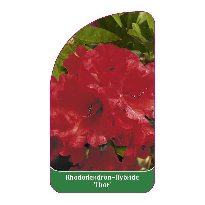 rhododendron-thor-1