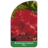 rhododendron-thor-1
