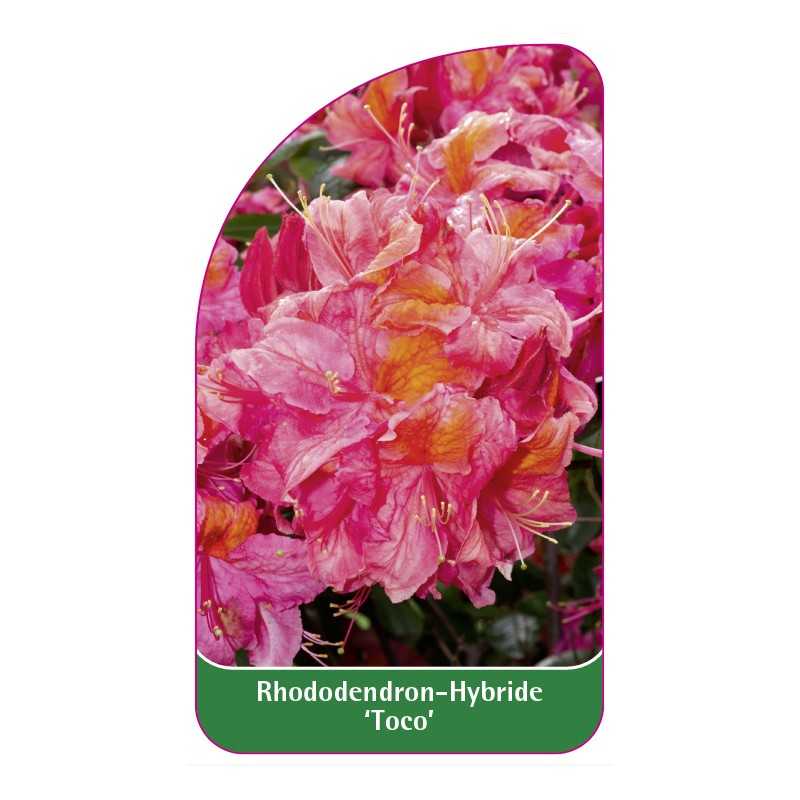 rhododendron-toco-1