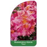 rhododendron-toco-1