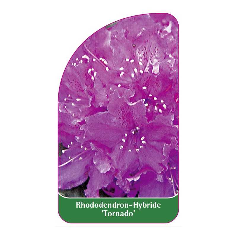 rhododendron-tornado-1