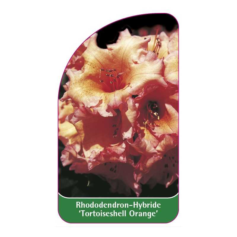 rhododendron-tortoiseshell-orange-1