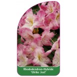rhododendron-ulrike-jost-1