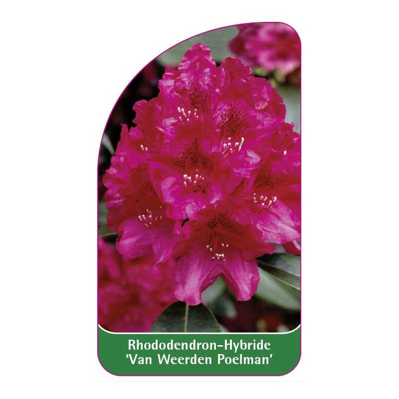 rhododendron-van-weerden-poelman-1