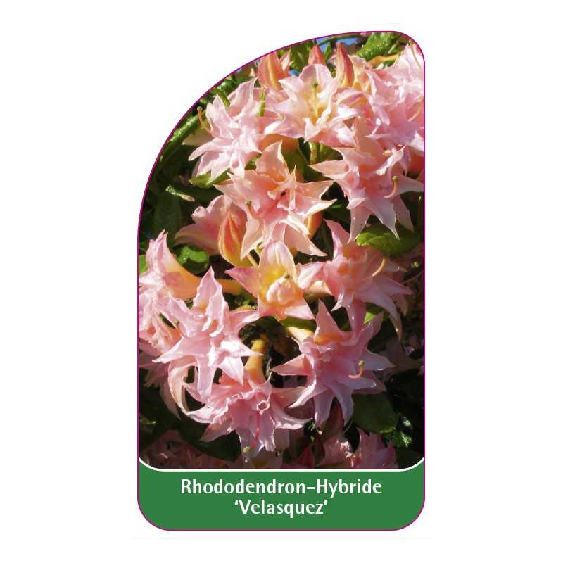 rhododendron-velasquez-1