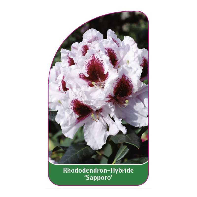 rhododendron-sapporo-1