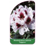 rhododendron-sapporo-1