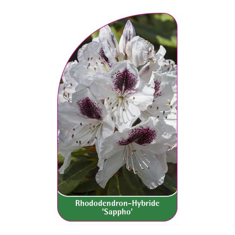rhododendron-sappho-1