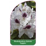 rhododendron-sappho-1