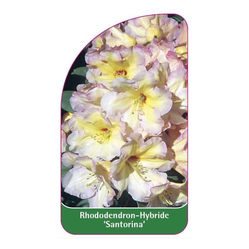 rhododendron-santorina-1