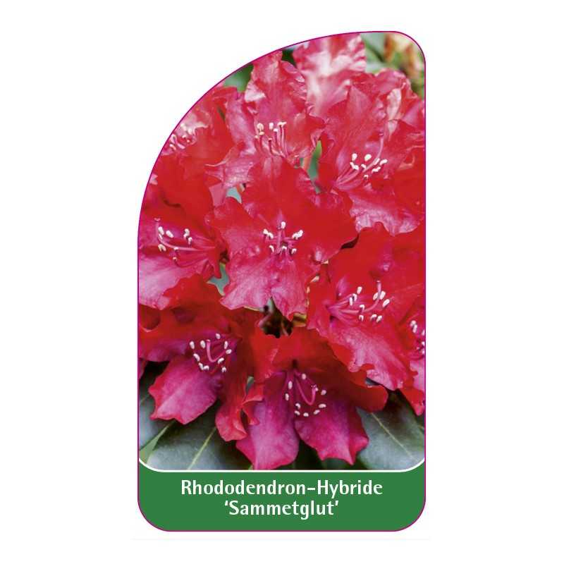 rhododendron-sammetglut-1