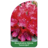 rhododendron-sammetglut-1