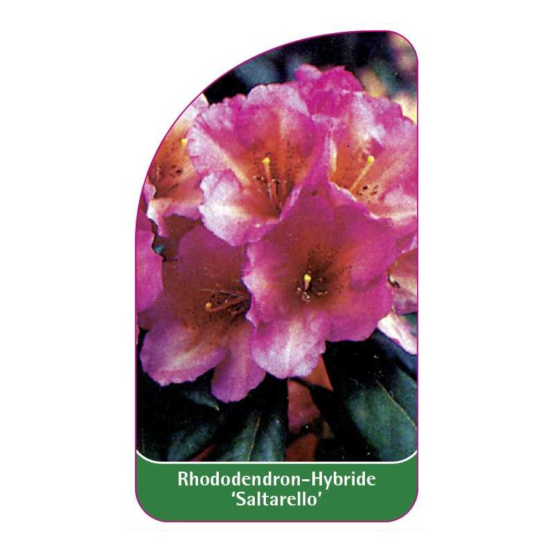 rhododendron-saltarello-1