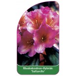 rhododendron-saltarello-1