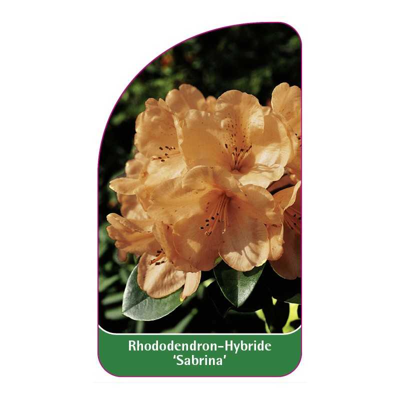 rhododendron-sabrina-standard1