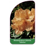 rhododendron-sabrina-standard1