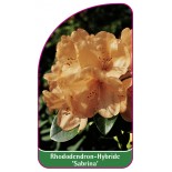rhododendron-sabrina-mini1