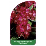 rhododendron-rubikonda-1