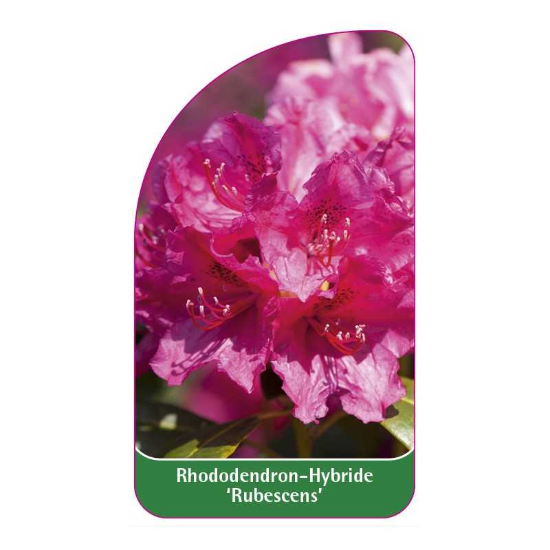 rhododendron-rubescens-1