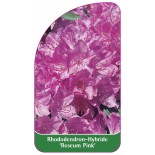 rhododendron-roseum-pink-1