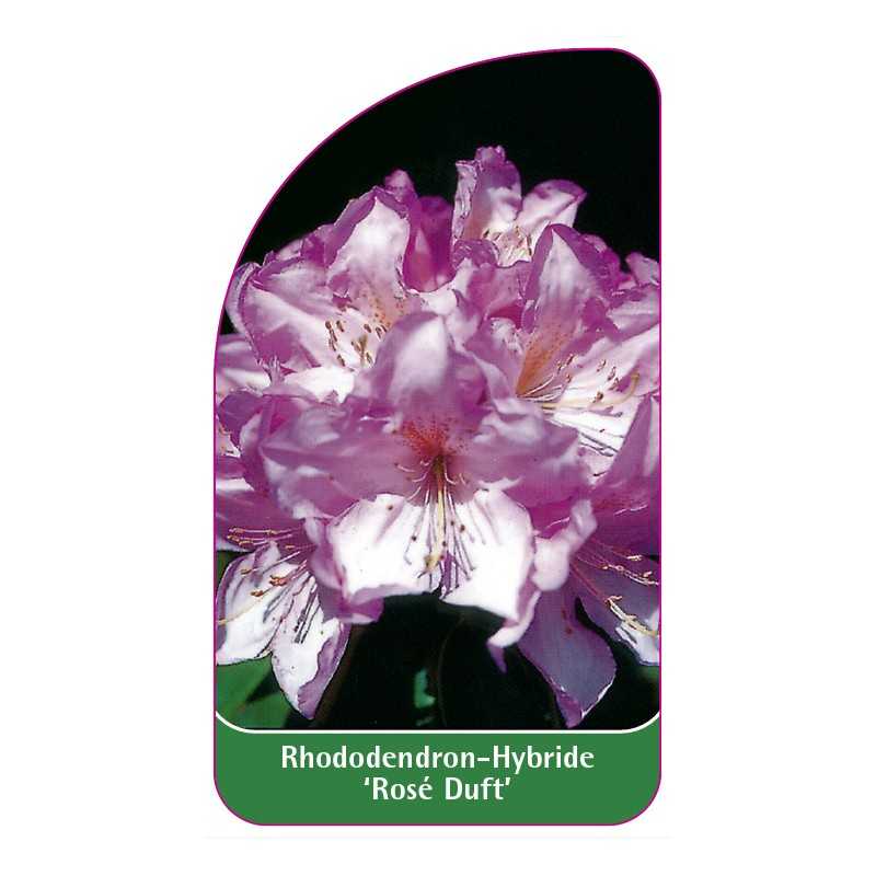 rhododendron-rose-duft-1