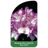 rhododendron-rose-duft-1