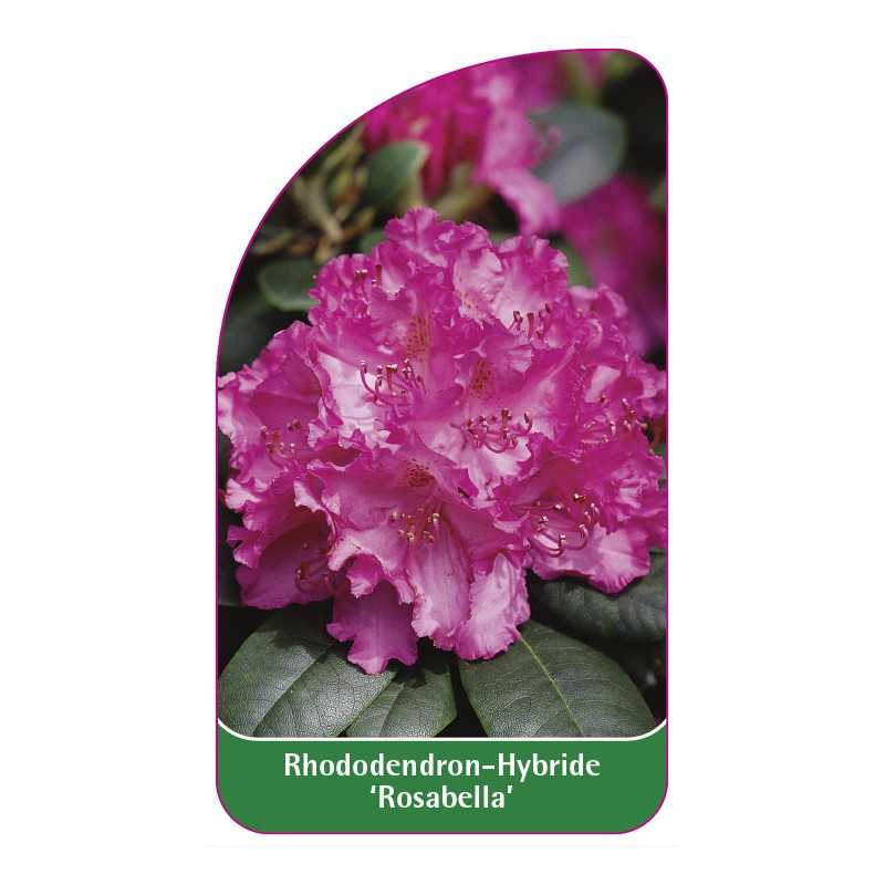 rhododendron-rosabella-1