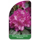 rhododendron-rosabella-1