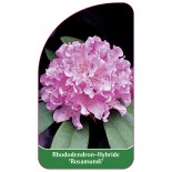 rhododendron-rosamundi-1