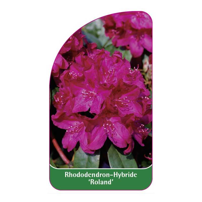rhododendron-roland-1