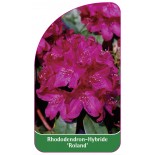 rhododendron-roland-1
