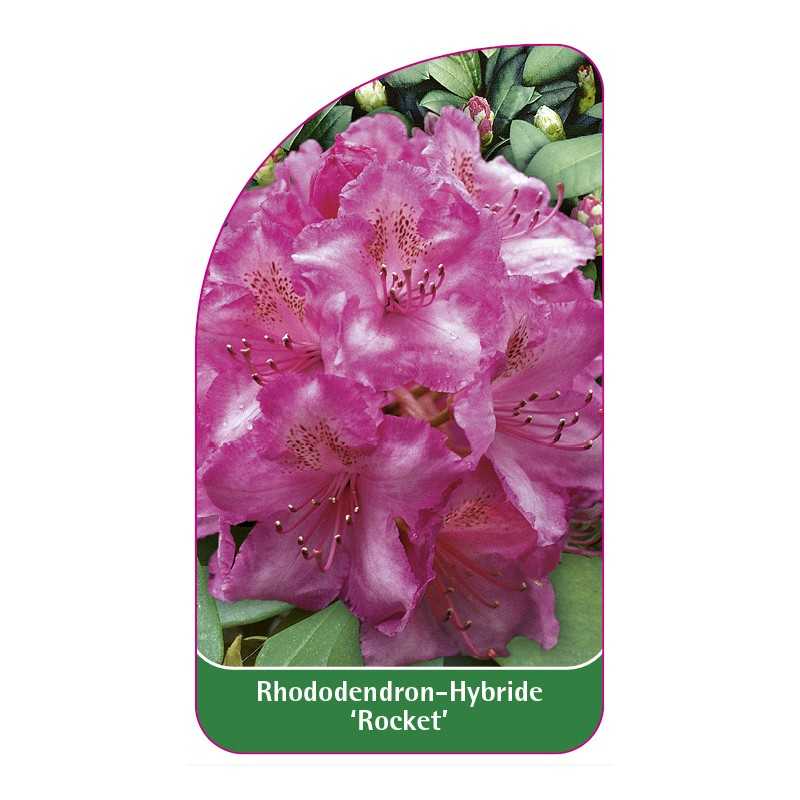 rhododendron-rocket-1