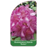 rhododendron-rocket-1
