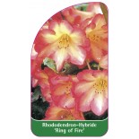 rhododendron-ring-of-fire-1