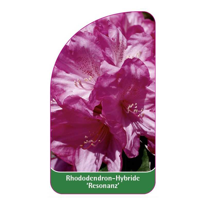rhododendron-resonanz-1