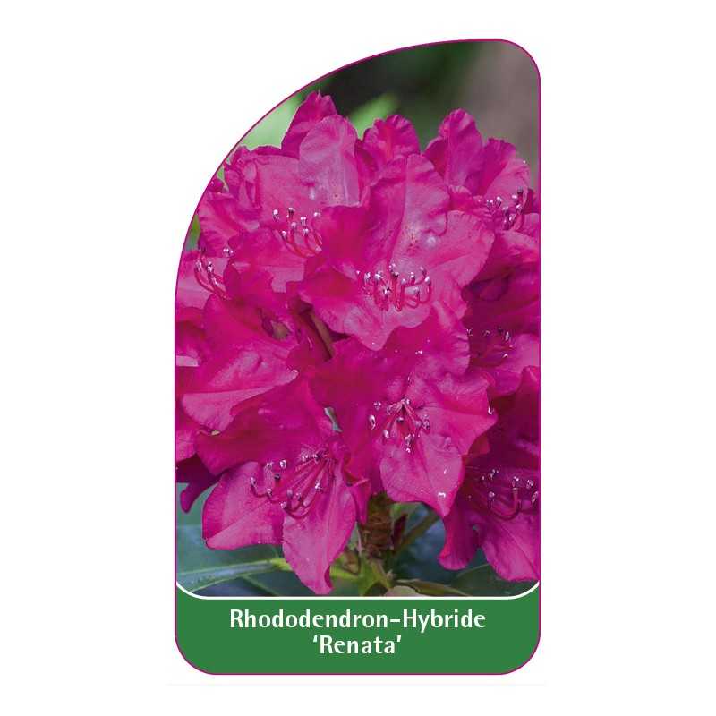 rhododendron-renata-1