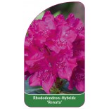 rhododendron-renata-1