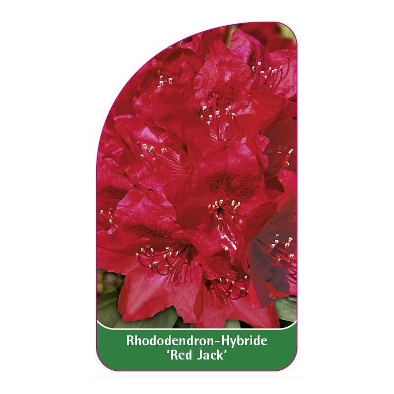 rhododendron-red-jack-1