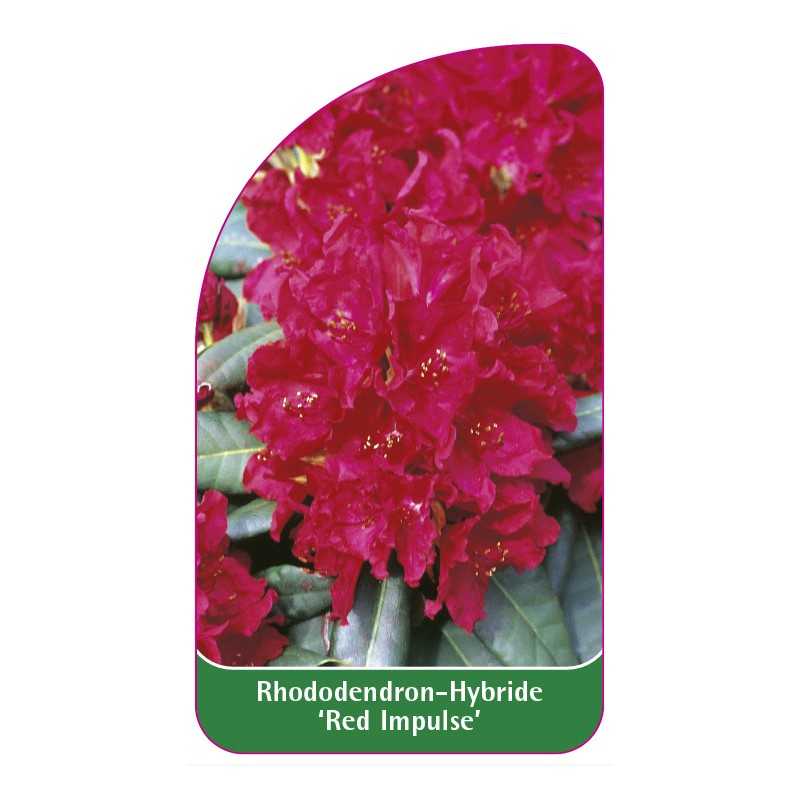 rhododendron-red-impulse-1