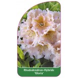 rhododendron-gloria-1