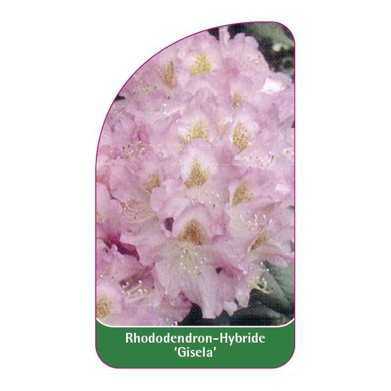 rhododendron-gisela-1