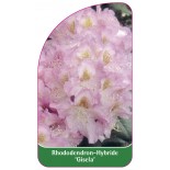 rhododendron-gisela-1