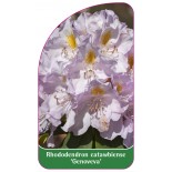 rhododendron-genoveva-a1