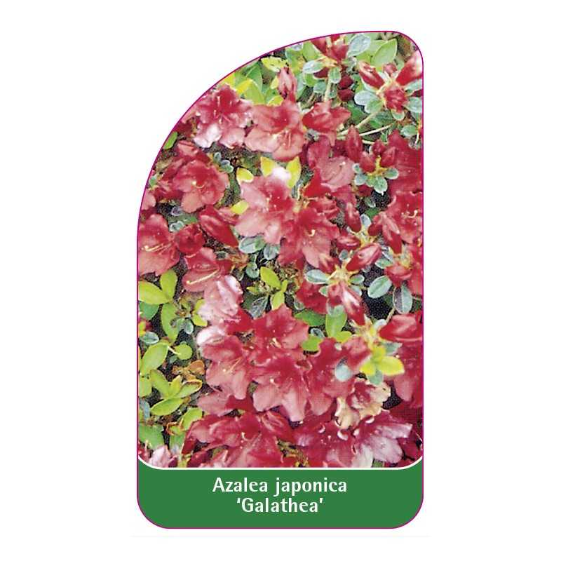rhododendron-galathea-1