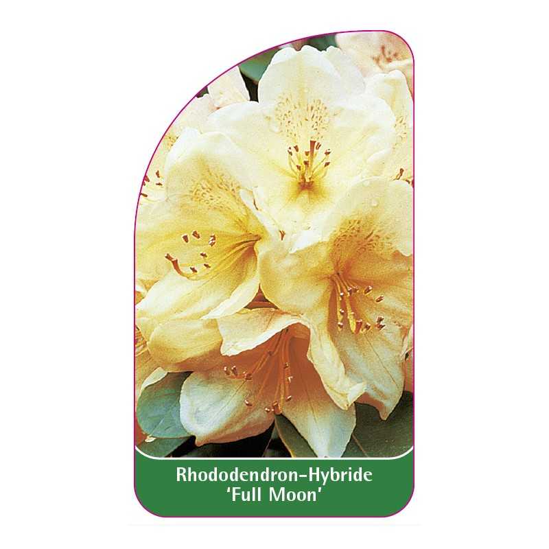 rhododendron-full-moon-1