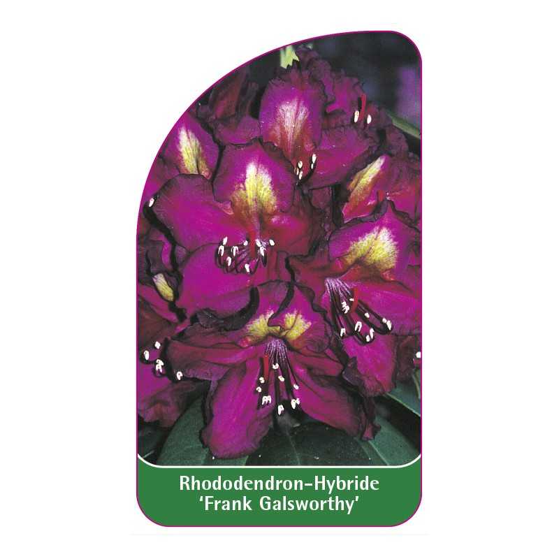 rhododendron-frank-galsworthy-1