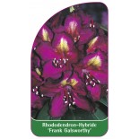 rhododendron-frank-galsworthy-1