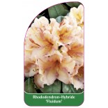 rhododendron-fluidum-1